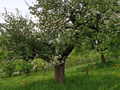 Streuobstbaum